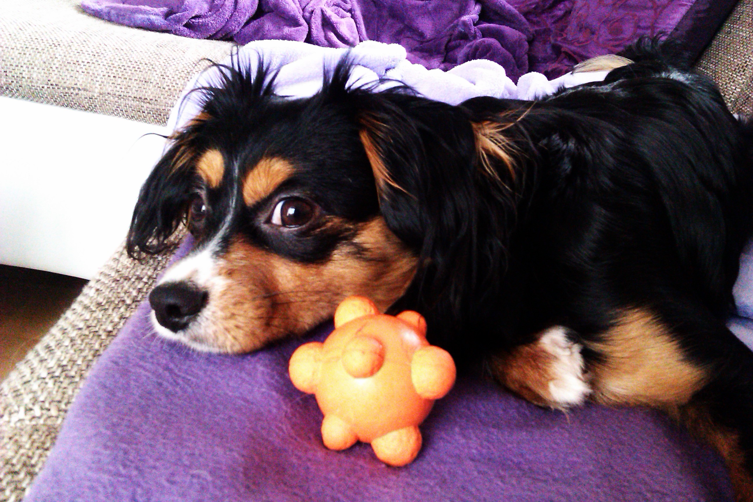 Cookie (Cavalier King Charles Spaniel, Deutscher Pinscher) Cavalier King Charles Spaniel Deutscher Pinscher 